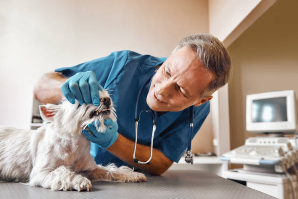 Best Walk-In Emergency Dental Services in Mount Ayr, IA